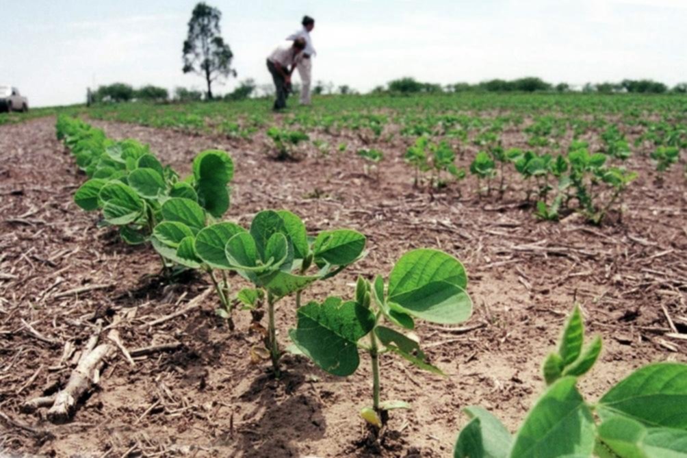 Cae 53% la producción de soja y baja 60% el ingreso de dólares del campo