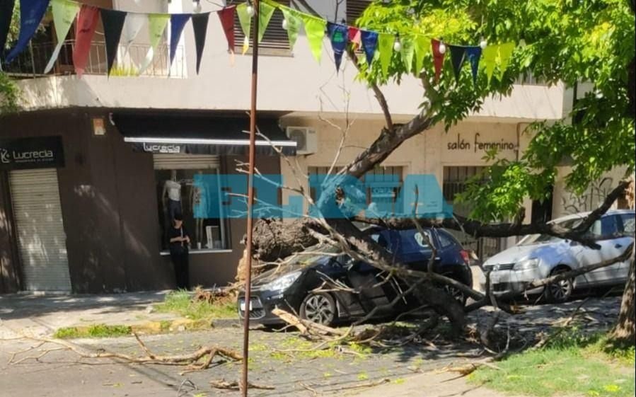 Susto en Barrio Norte: un árbol se derrumbó sobre un auto estacionado