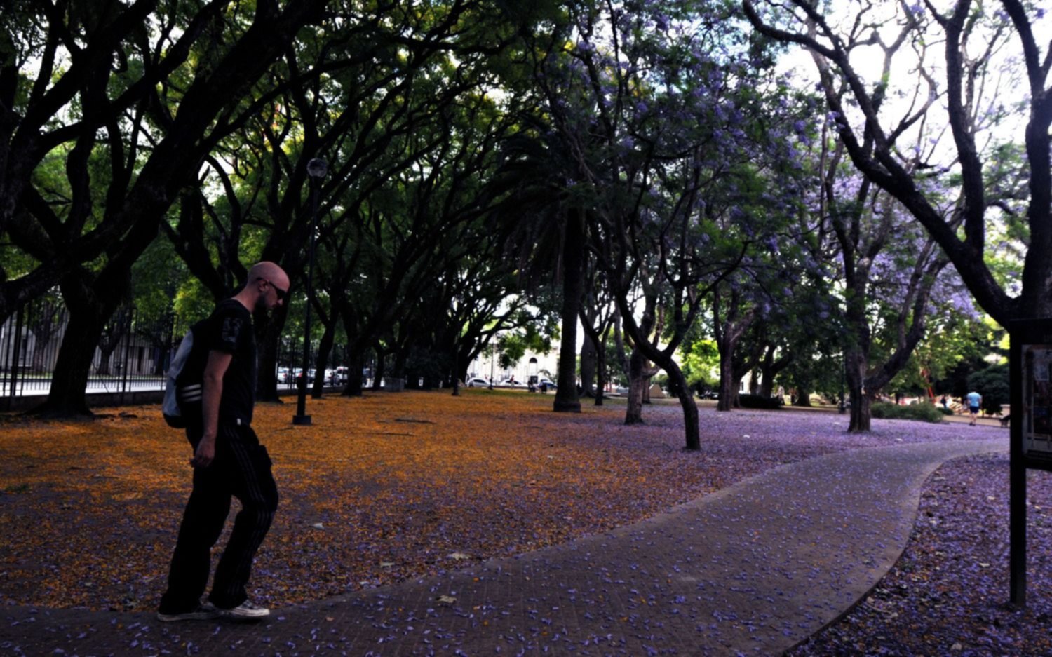 El drama del arbolado platense, un patrimonio vital de la Ciudad: este domingo en EL DIA