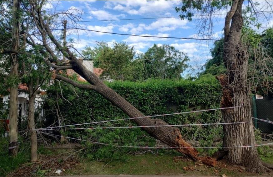 Reclamo por árbol caído en medio de la vereda