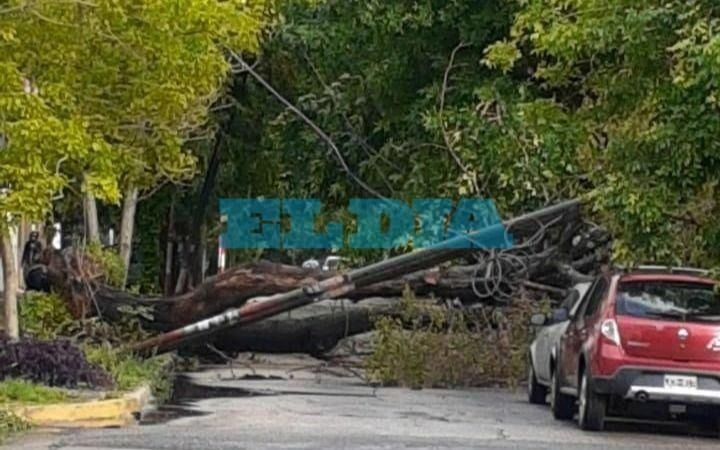 Lo que dejó la lluvia: dos árboles de gran tamaño cayeron en La Plata y provocaron destrozos en las calles