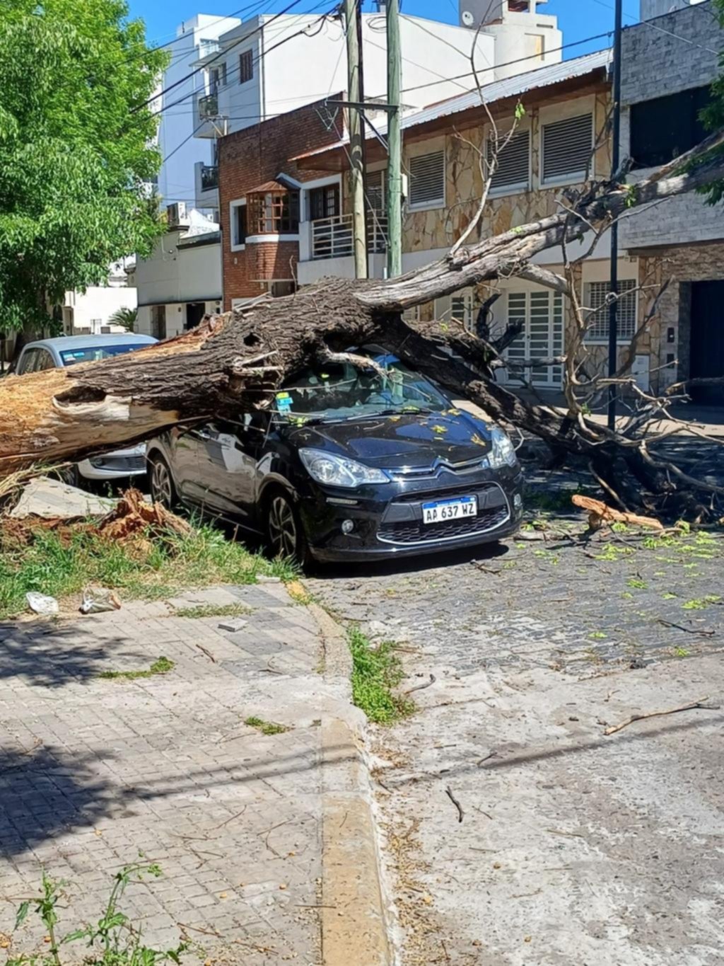 Los habitantes silenciosos de La Plata que nadie censa y pocos cuidan