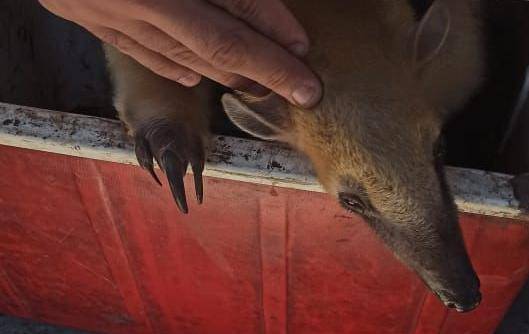 Cayó por intentar vender un oso hormiguero