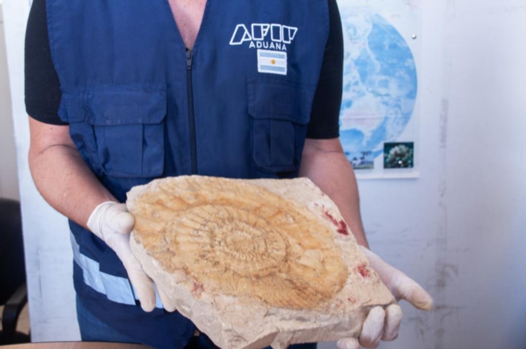 Tráfico de fósiles: en medio de artilugios, el flagelo crece y preocupa