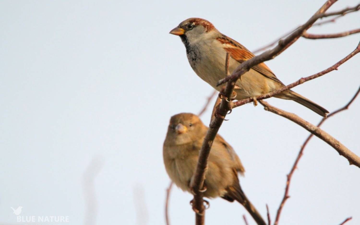 ¿Por qué los pájaros cantan a cualquier hora en La Plata? Este domingo en EL DIA