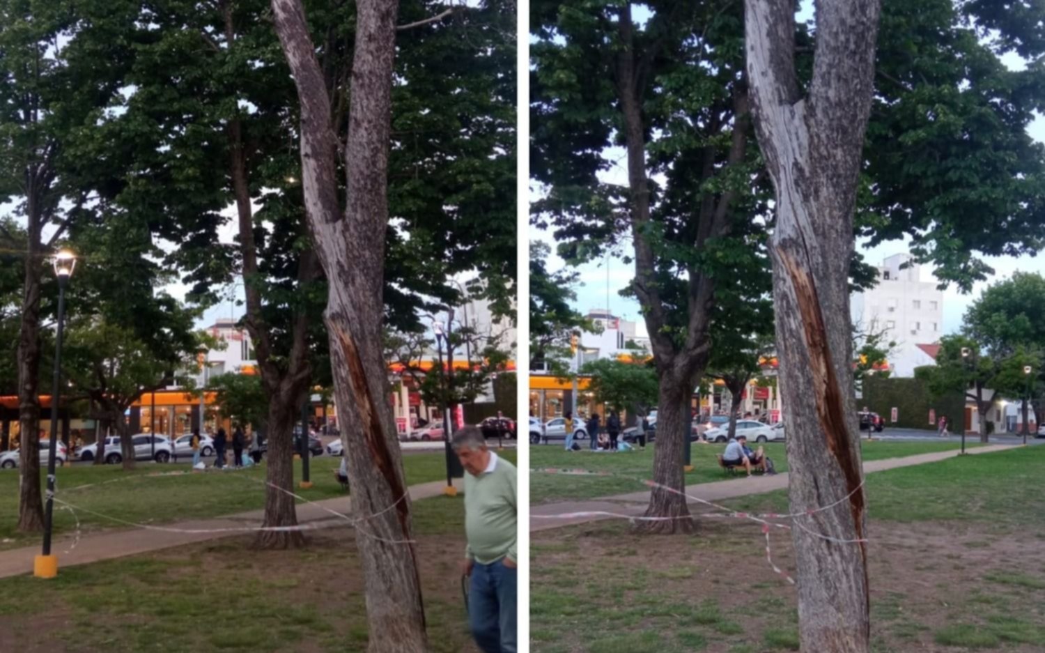 Temor por un árbol en Plaza España que tiene un "alto riesgo de caerse" 