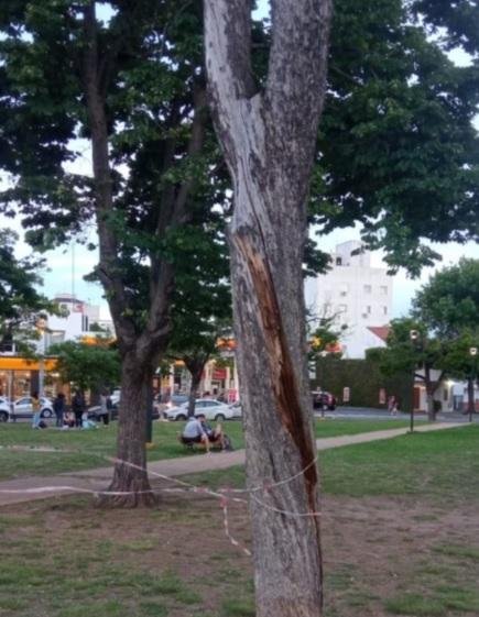 Reclamo por un árbol a punto de caer en 7 y 66