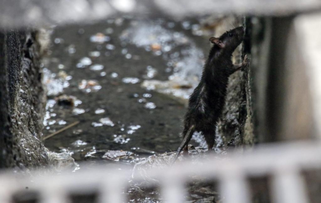 Primera evidencia del uso de la imaginación en animales