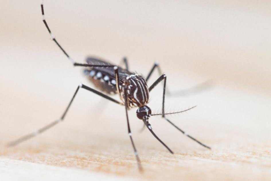 Amigos del Niño, los mosquitos llegan recargados