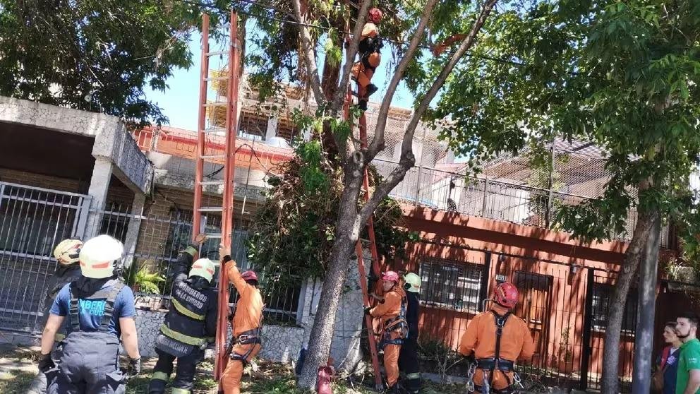 Podaba un árbol, perdió el equilibrio, cayó y murió