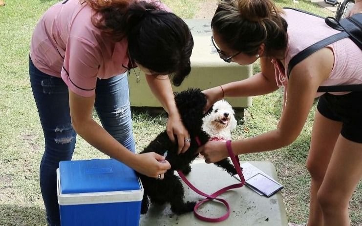 En qué barrios de La Plata habrá atención veterinaria gratuita a perros y gatos esta semana