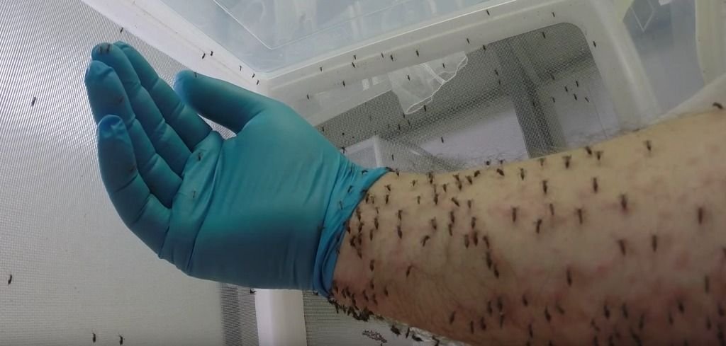 ¿Por qué los mosquitos pican más a unas personas que a otras? Quiénes son los "preferidos" y por qué