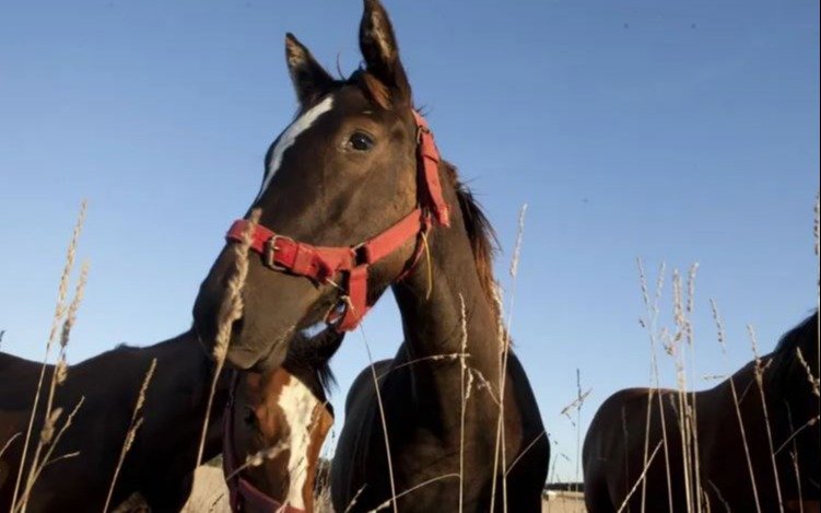 Qué se sabe del virus que afecta a los caballos y que se propaga: ya hay alerta nacional