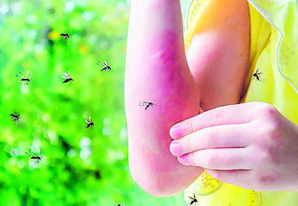 Dengue potenciado: el cambio climático dispara la amenaza