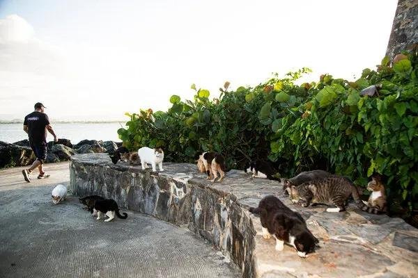¡Cómo sacan las uñas!: ¿quiénes, los gatos? No los activistas que los protegen