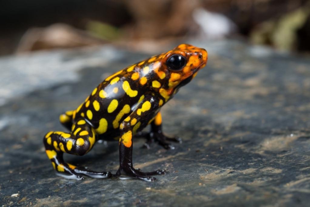 La venta de ranas exóticas entra en “guerra” con el tráfico ilegal en Colombia