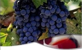 La uva Merlot tiene fecha de festejo 