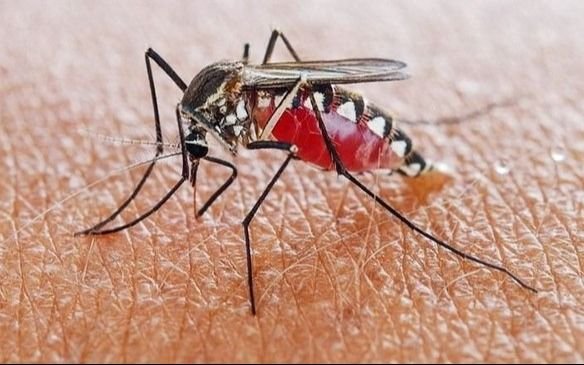 Alerta por el dengue en la Provincia: detectan los primeros casos autóctonos en el AMBA