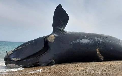 ¿Qué pasa que se mueren las ballenas en Península Valdés?