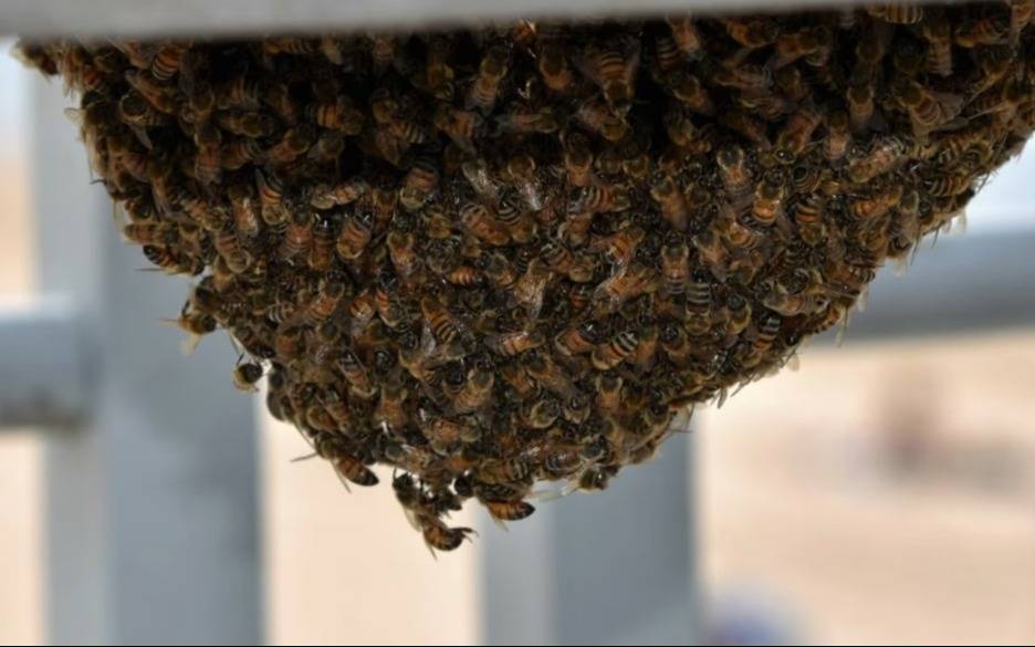 Murió un hombre en Rosario tras ser atacado por un enjambre de abejas 