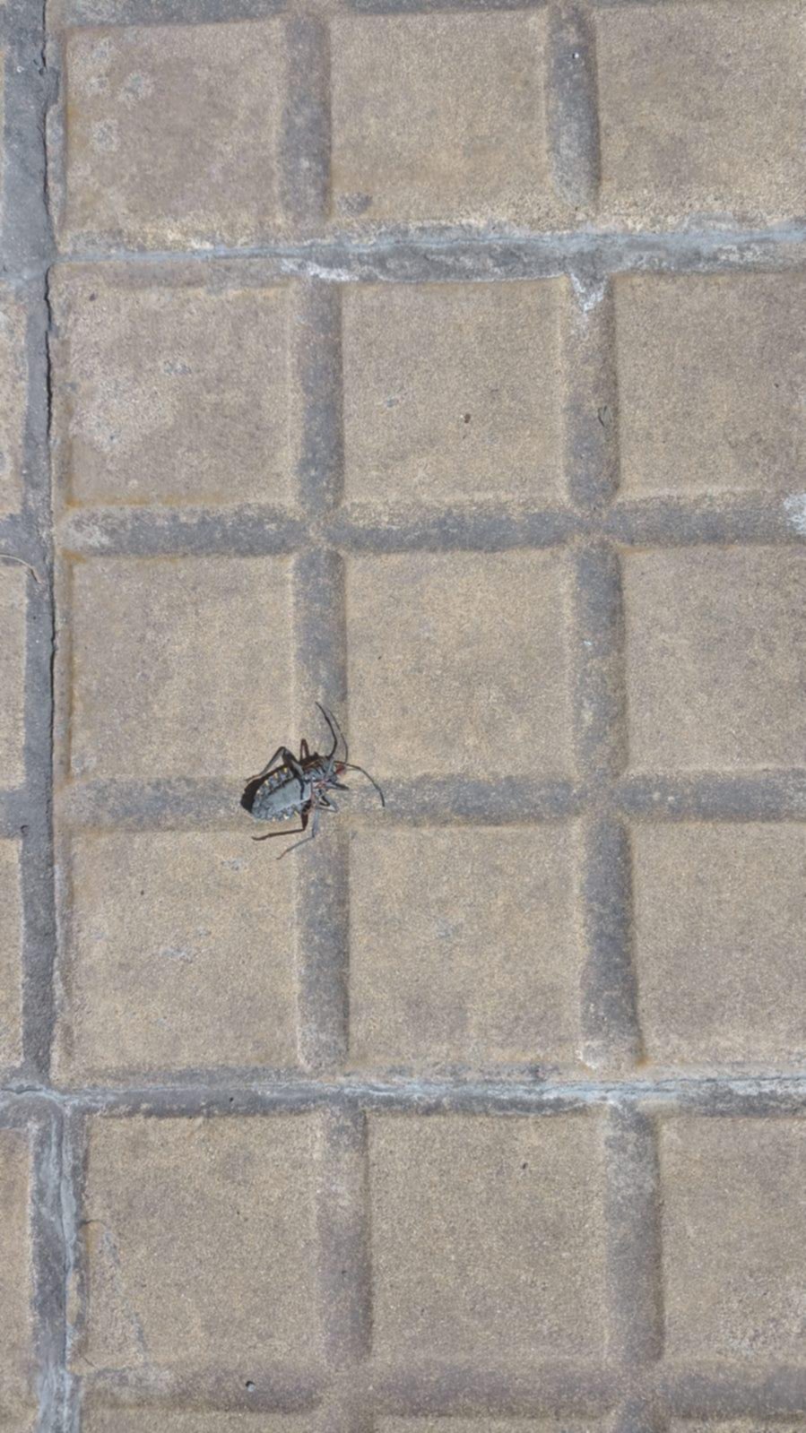 Advierten por la presencia de insectos en la zona de Parque Saavedra