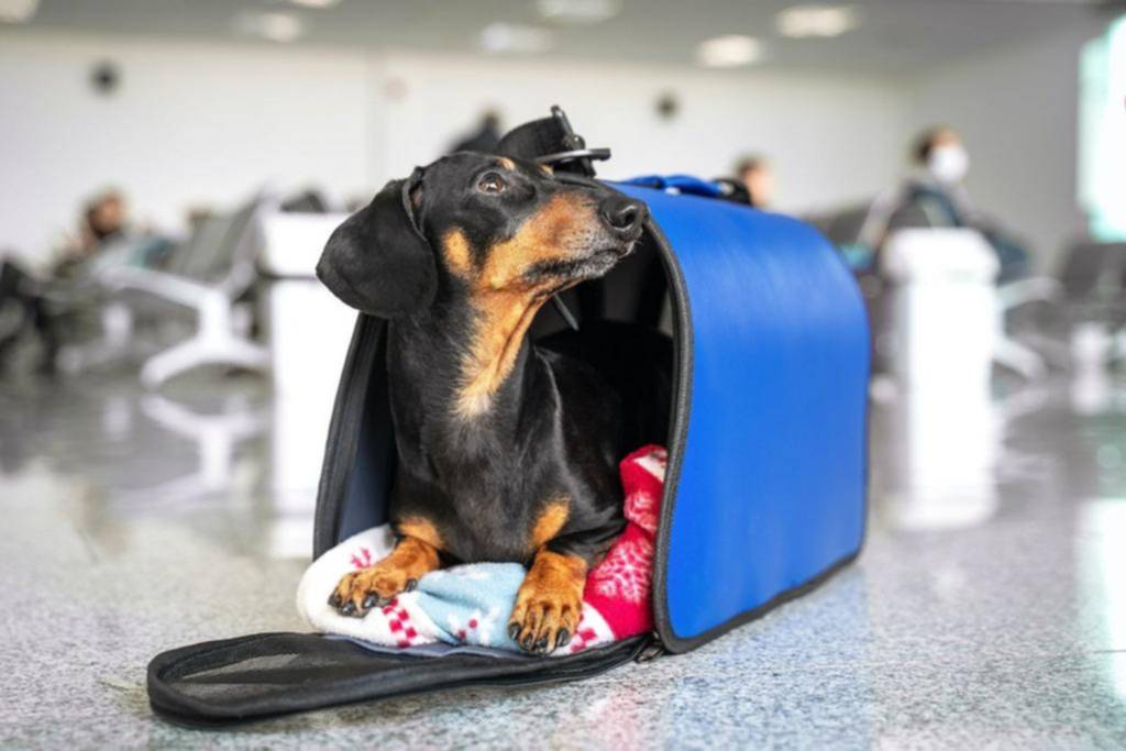 Claves para que las mascotas no sufran los viajes