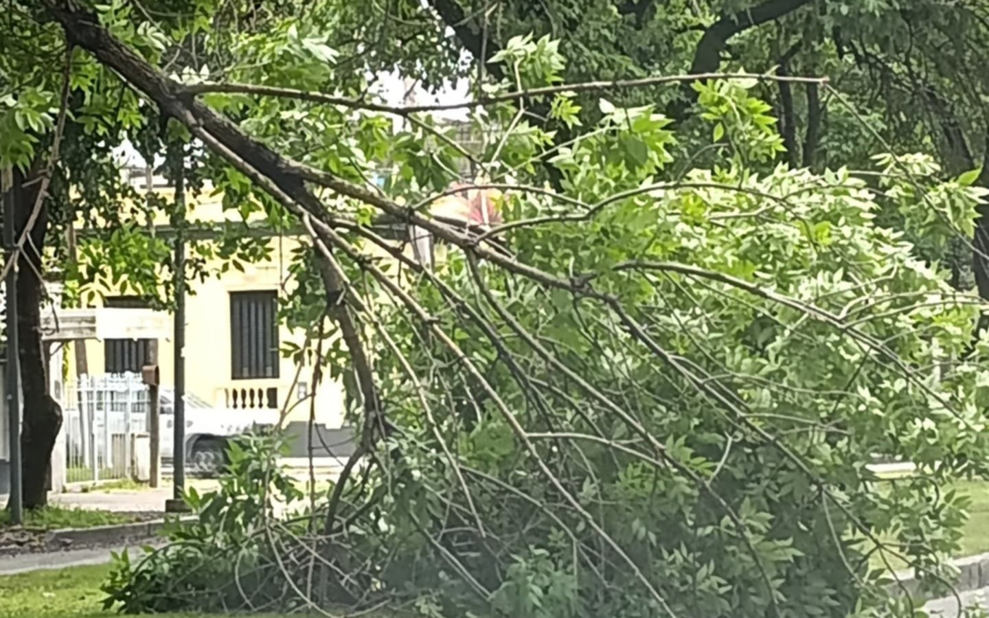 Una gran rama de un arbol cayó sobre una calle de La Plata