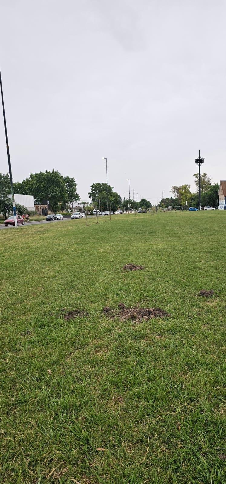 Robaron los árboles donados por los vecinos