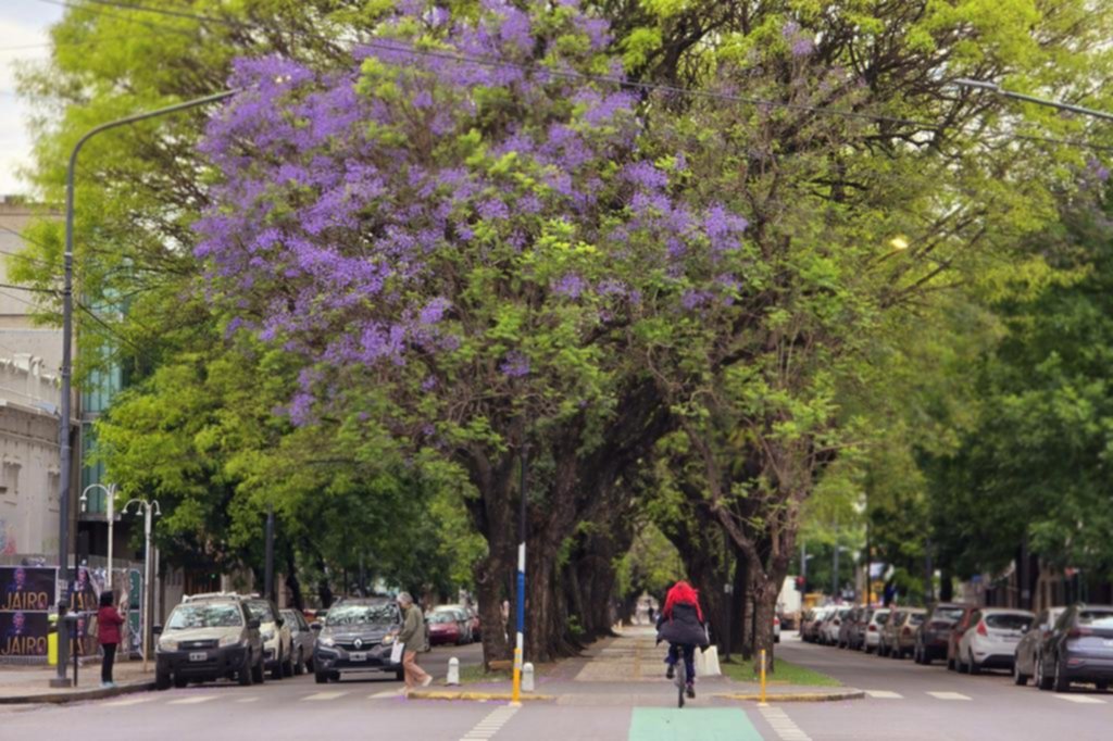 Por qué las flores de jacarandá se ven escasas en la rambla de diagonal 73