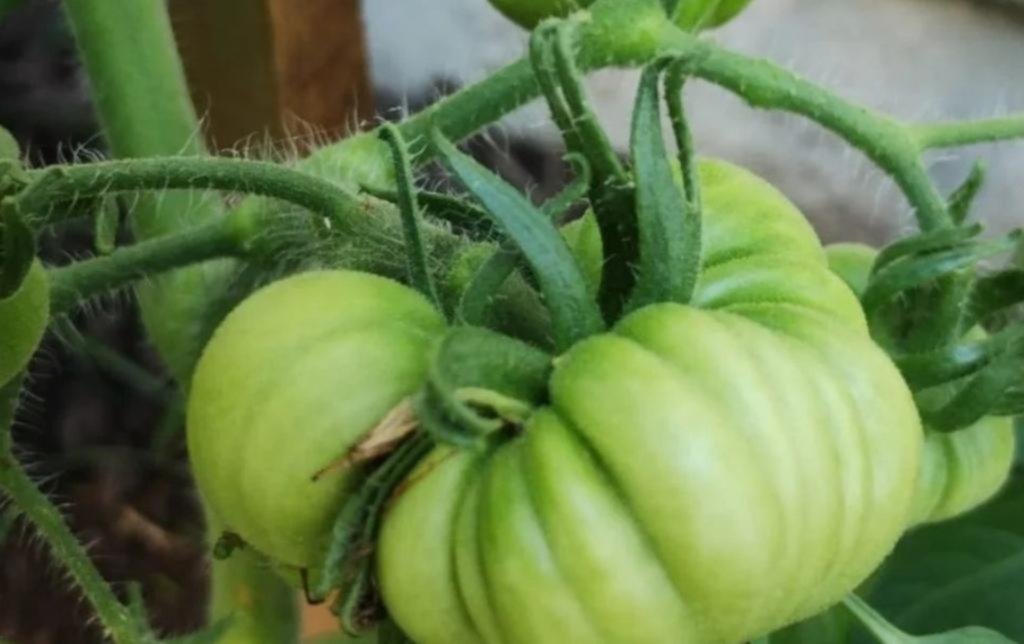 Ya se palpita la llegada del más rico tomate, lejos: el platense