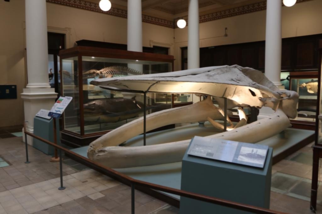 Guardián del pasado, el Museo de La Plata celebra sus 140 años