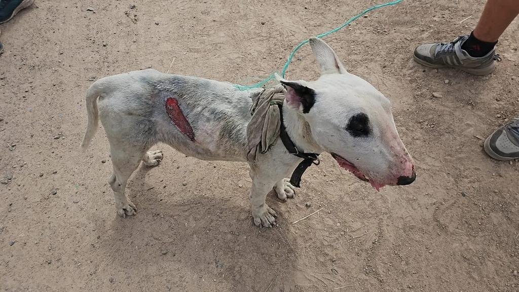 Un perro herido y grave denuncia en Punta Lara