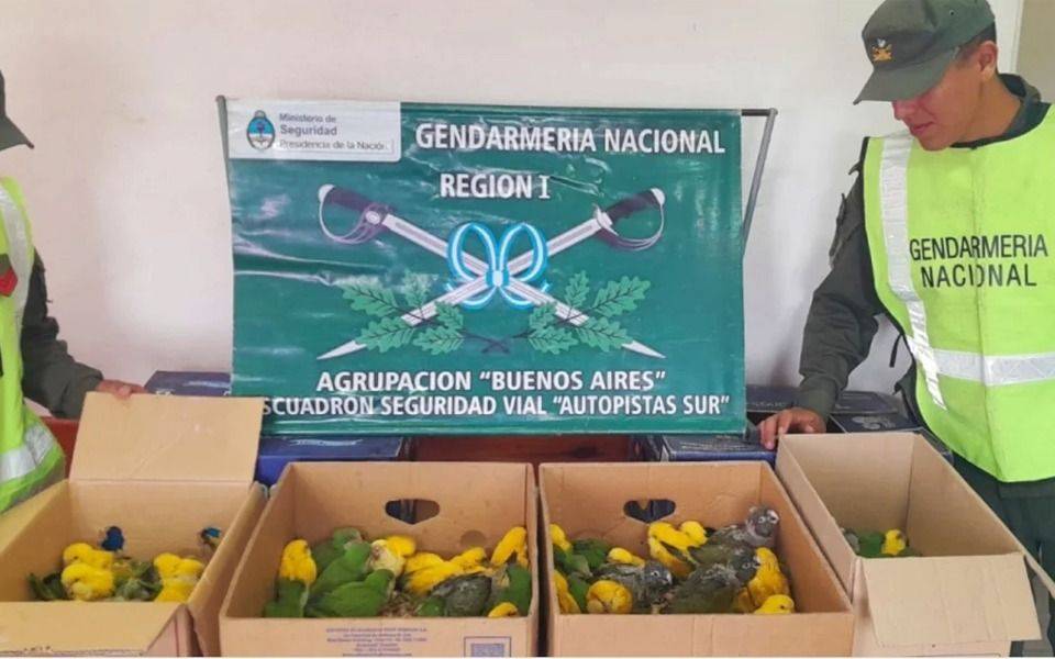 Rescatan un centenar de cotorras en la Autopista Buenos Aires - La Plata: estaban teñidas para ser más exóticas