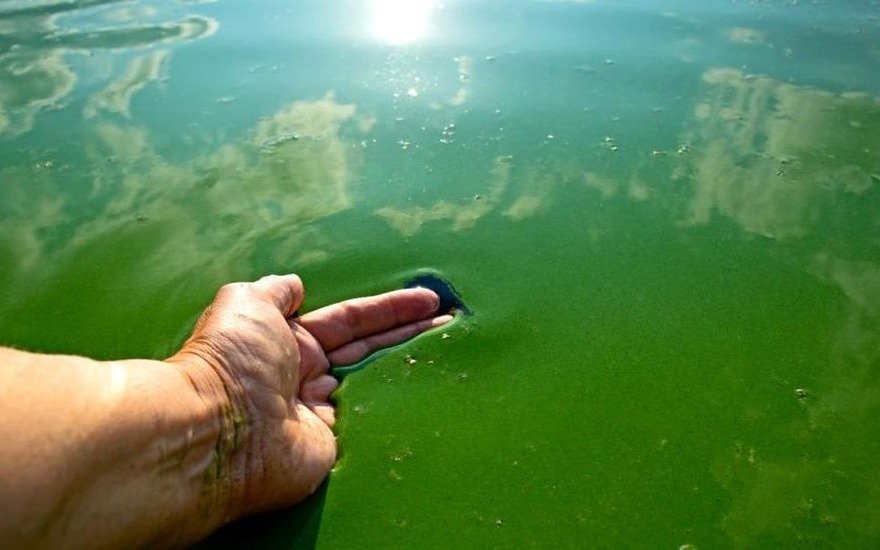 Refuerzan controles del agua en lagunas bonaerenses por presencia de cianobacterias