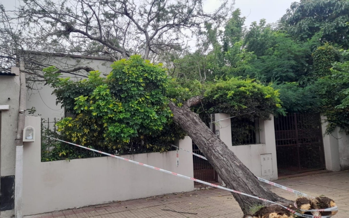 La tormenta tumbó un árbol en 22 y 68: arrastró cables y dejó sin luz al barrio