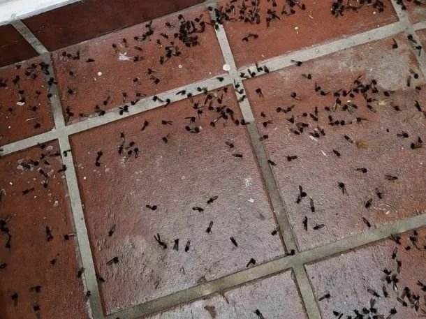 Las hormigas voladoras invaden La Plata: a qué se debe el fenómeno
