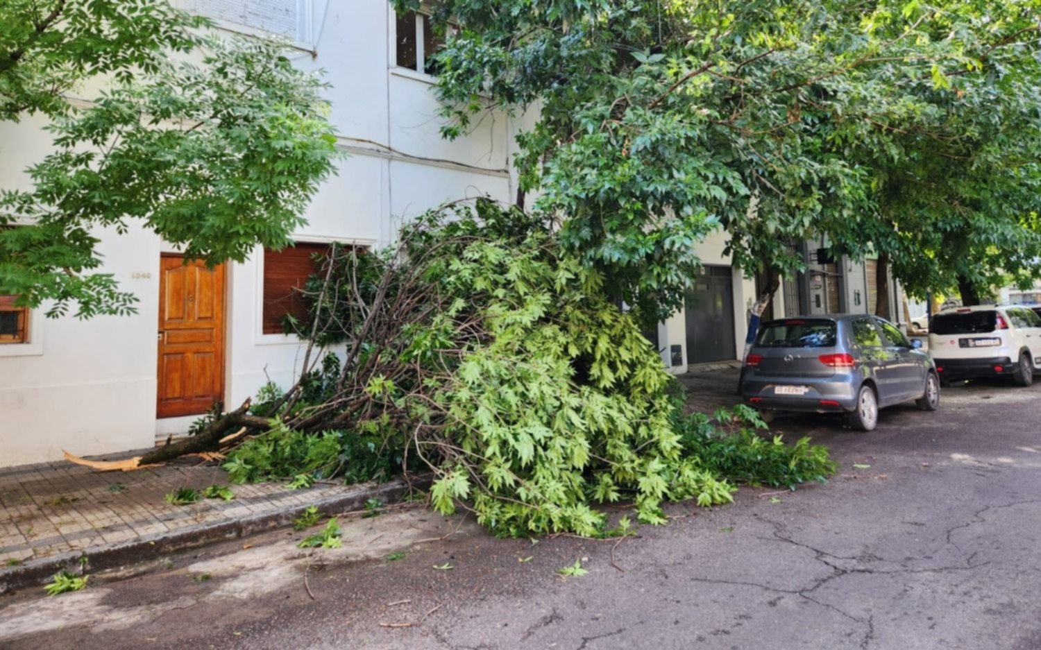 Se vino abajo una enorme rama de un árbol en 3 y 60: "De milagro no mató a un chico"