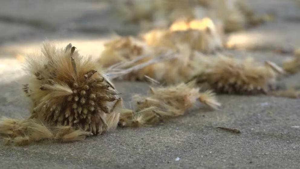 Los plátanos del arbolado local, ¿héroes o villanos?