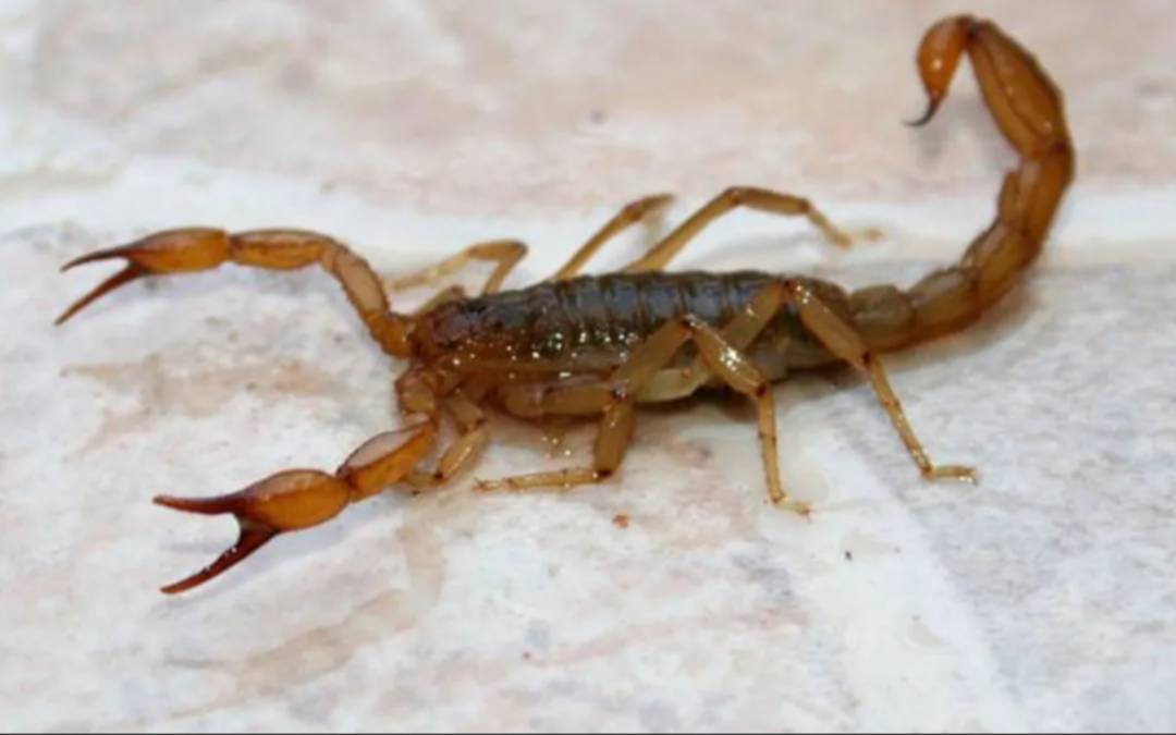 Preocupación en Villa Las Rosas de Quilmes por la reaparición de alacranes 