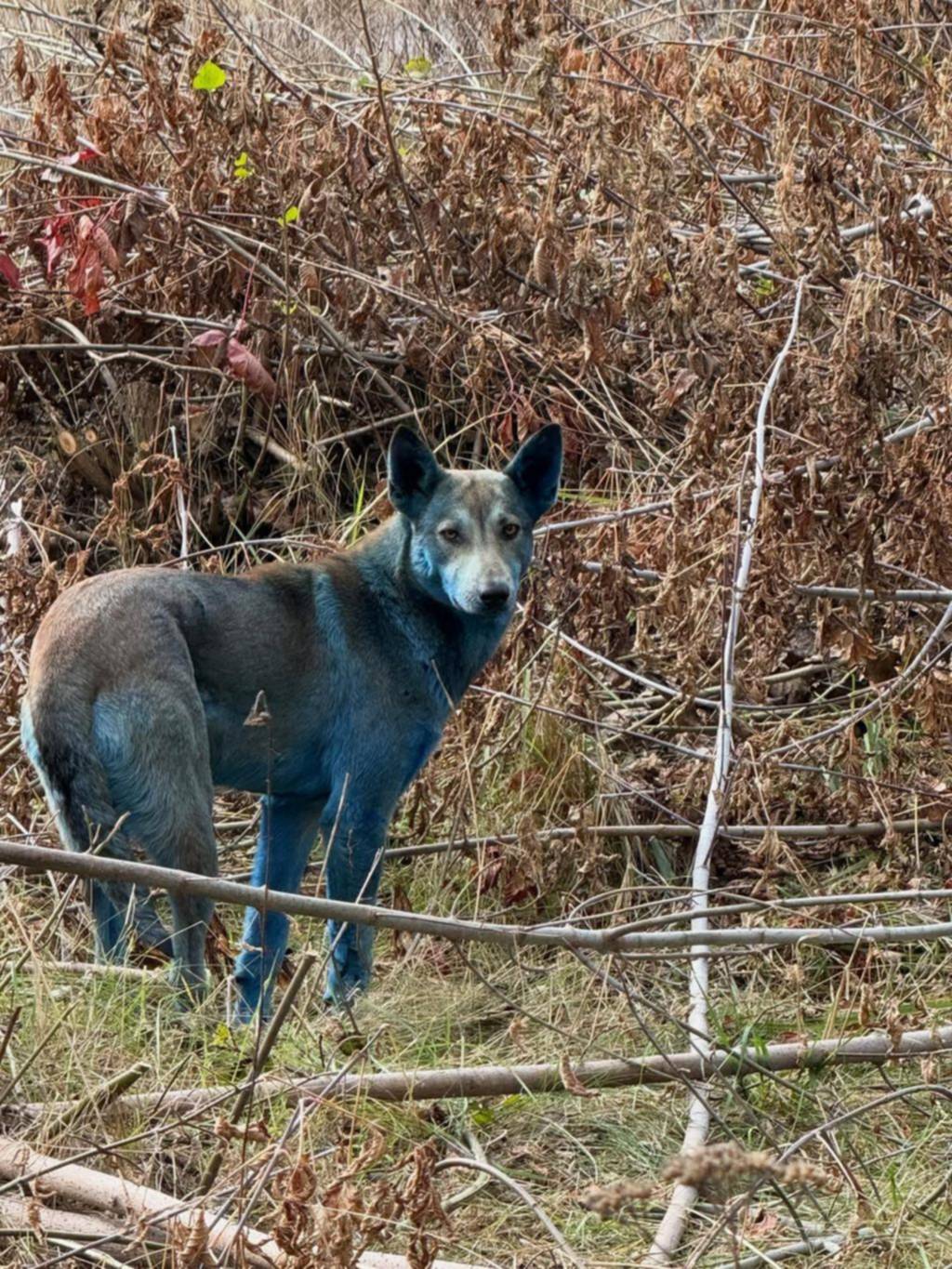 Perros azules: entre la ciencia y la leyenda de Chernóbil