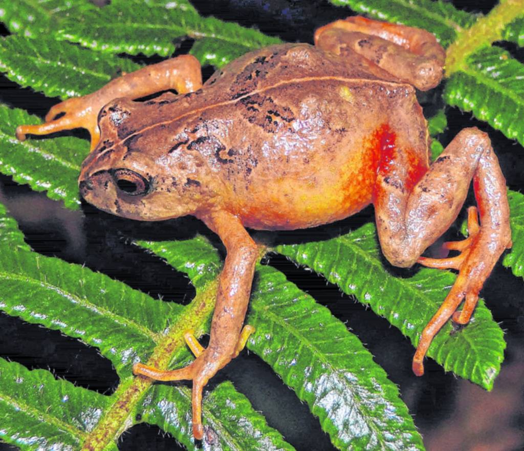 Piedra libre para las ranas que estaban “fuera del radar”