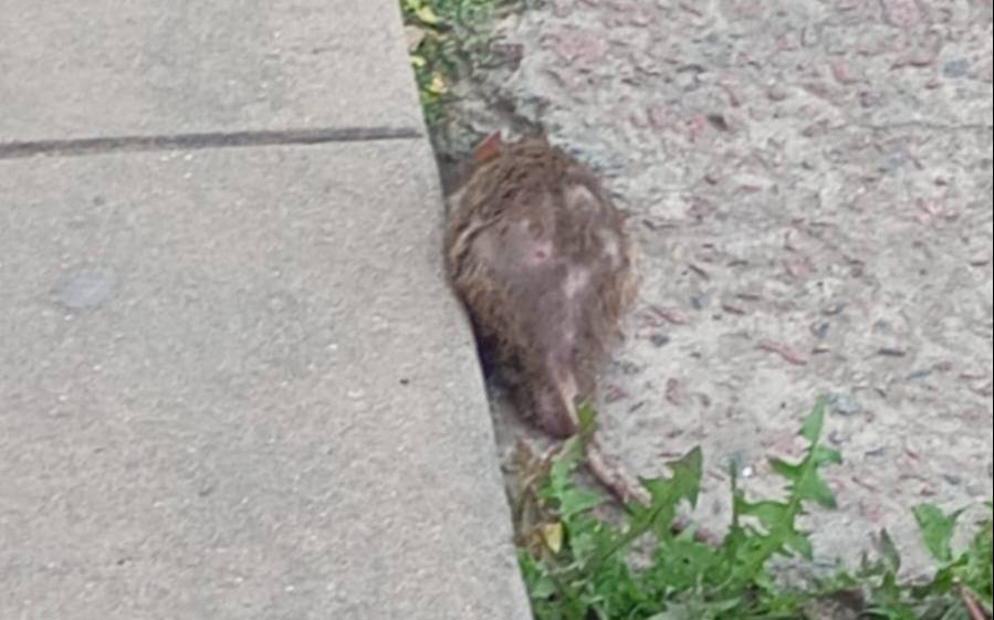 Invasión de ratas en una escuela de La Plata: “Una le saltó encima a una nena hoy”