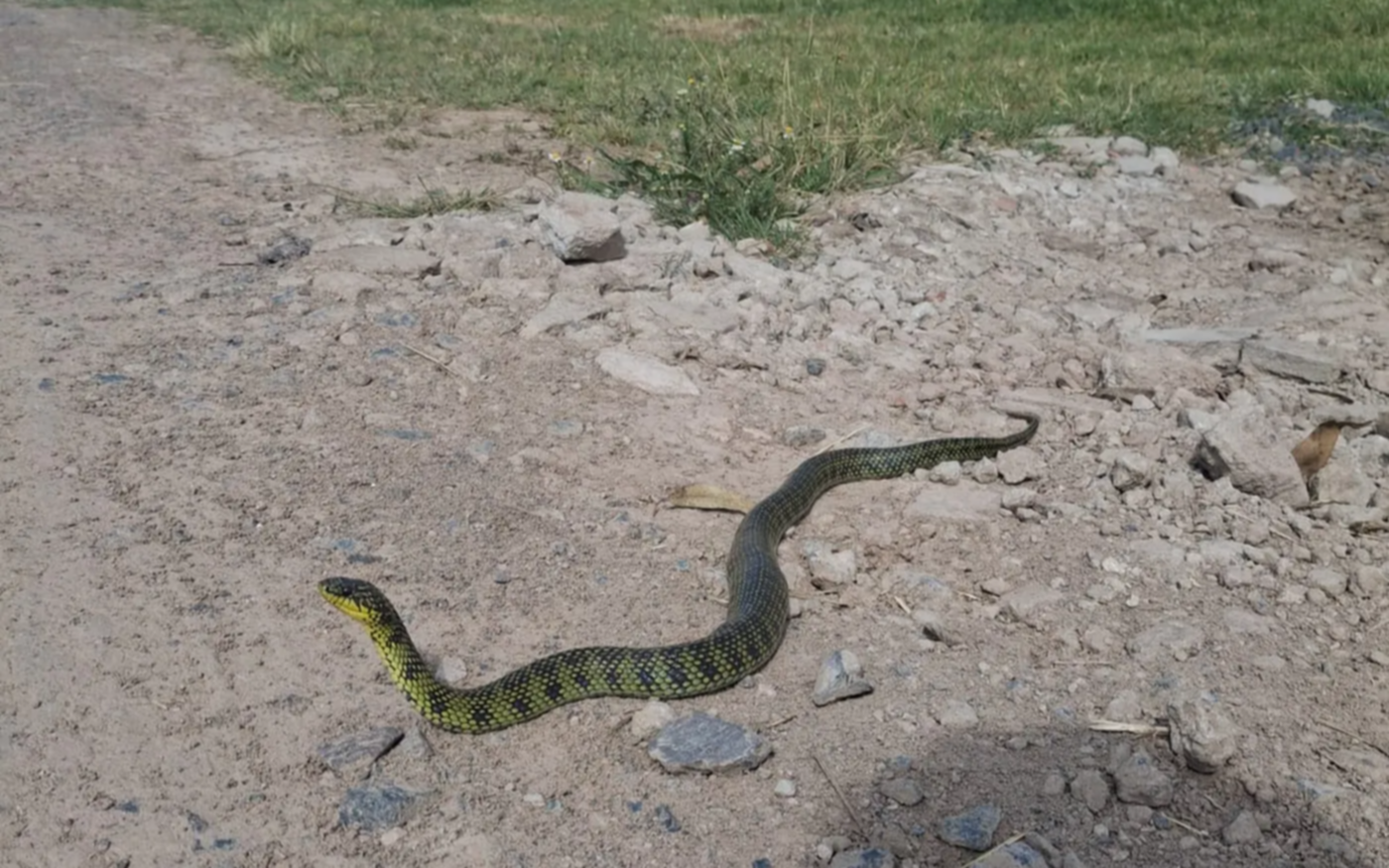 Sorpresa en Barrio Aeropuerto por la aparición de una serpiente de más de un metro: qué hacer en estos casos