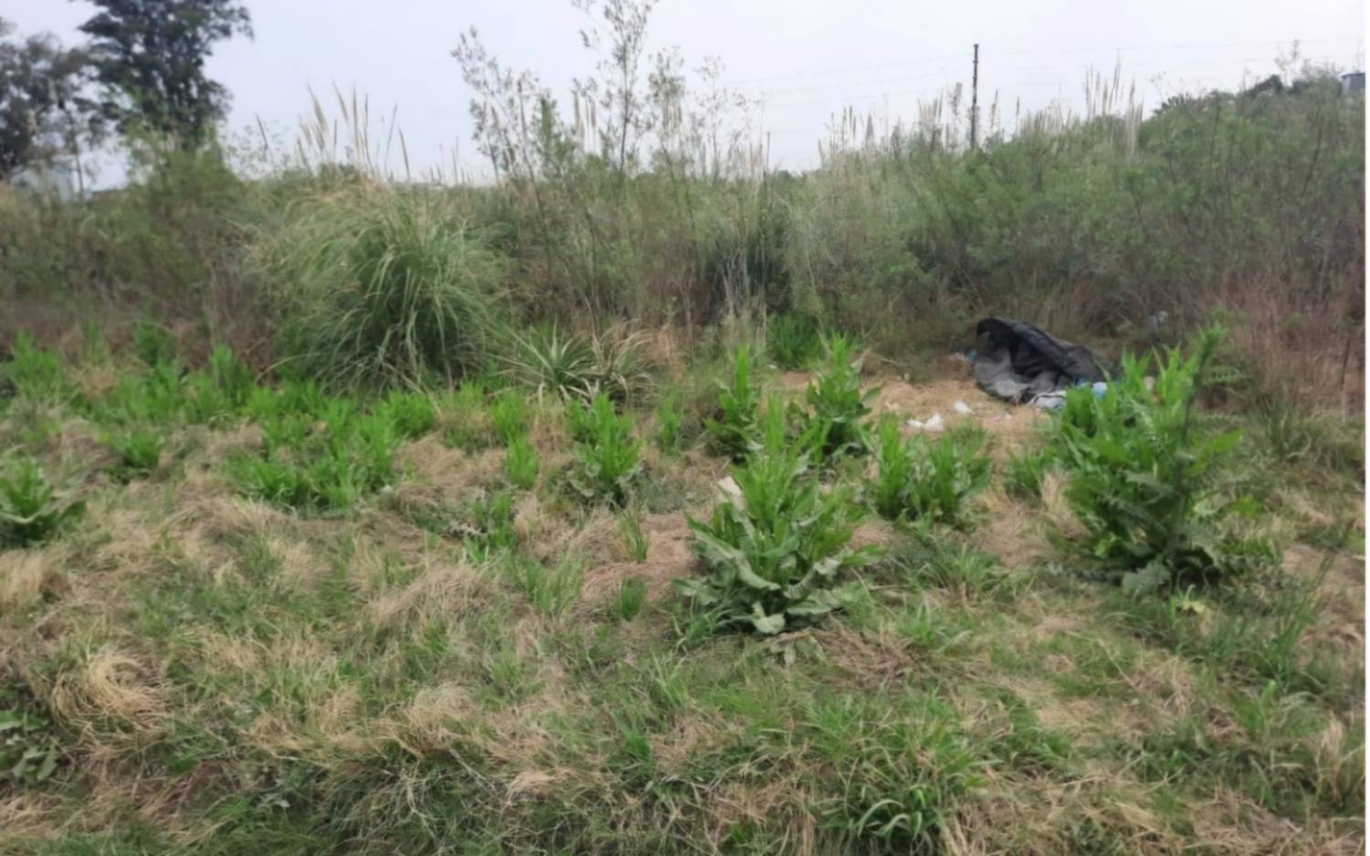 Ramallo inicia intimaciones y multas por terrenos baldíos en mal estado de mantenimiento