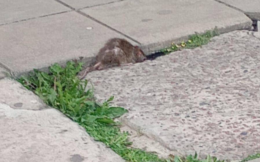 Preocupación por la presencia de ratas en una escuela de Lisandro Olmos