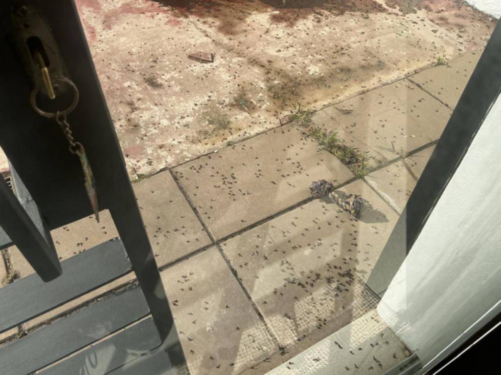 Enjambres de hormigas voladoras, afectan a una zona del barrio Jardín