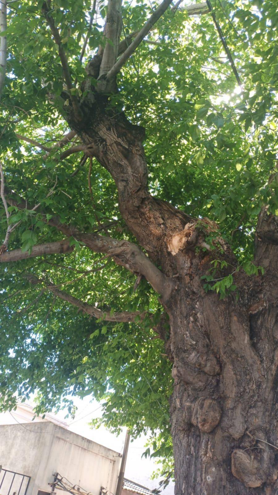 Preocupa el estado de un árbol en la cuadra de 122 entre 37 y 38