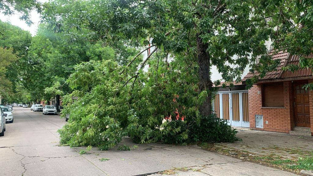 El temporal dejó árboles caídos y vecinos sin luz