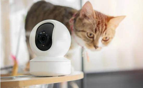 El boom de “pet tech”: nuevas tecnologías redefinen el cuidado de perros y gatos