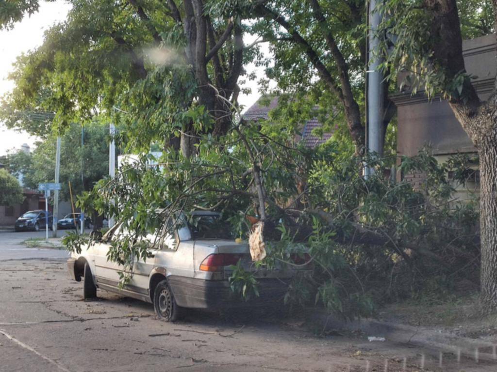 Enorme rama cayó en diagonal 109 entre 65 y plaza Sarmiento